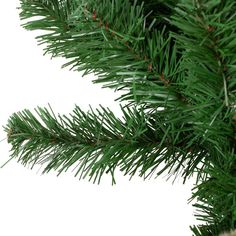 a close up view of the needles on a pine tree