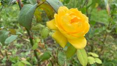 a yellow rose with green leaves in the foreground and other plants in the background