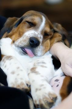 a person holding a dog that is laying down