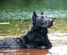 a black dog is in the water and it looks up to its left with his eyes closed