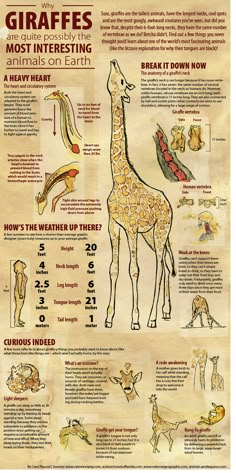 the giraffes are most interesting animals on earth info sheet for kids and adults