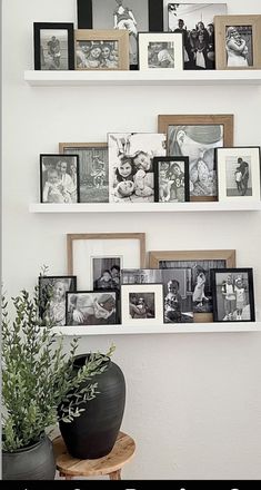 some pictures are hanging on the wall above a potted plant