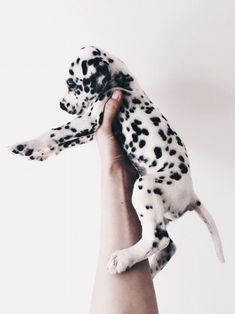 a person holding a small black and white dog