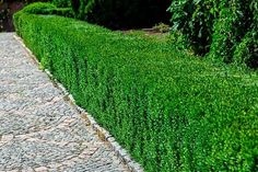 a row of green bushes on the side of a road with cobblestone pavement