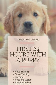 a puppy holding a sign that says, first 24 hours with a puppy potty training crate training food and water sleep schedule