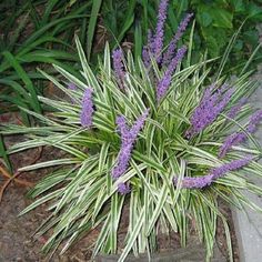 purple flowers are blooming in the garden