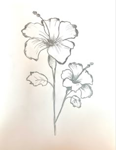 a pencil drawing of two flowers on a white background