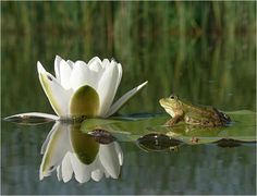 a frog sitting on top of a white flower in the water