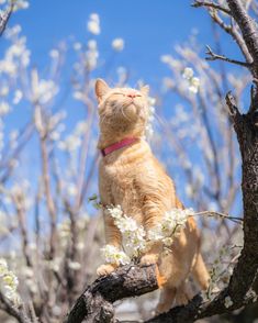 #pet #cat #kitty #kitten Cat In Nature, Meaw Meaw, Mood Right Now