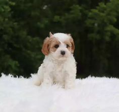 a small white and brown dog sitting on top of a fluffy blanket