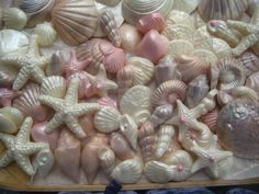 seashells and starfish are grouped together