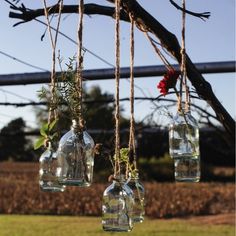 four glass bottles hanging from a tree branch