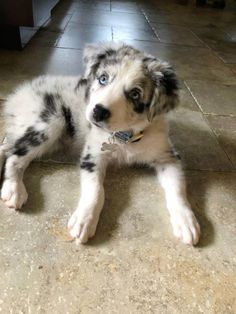 a black and white puppy laying on the floor with his head turned to the side