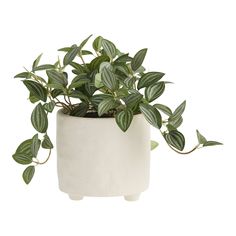 a white potted plant with green leaves on the top and bottom, in front of a white background