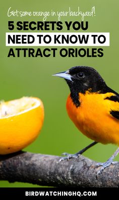 a bird sitting on top of a tree branch next to an orange and text that reads, 5 secrets you need to know about attract