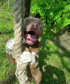 a dog is climbing up the side of a tree