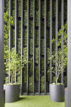 some plants are in large metal pots on the ground