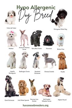 List of Hypoallergenic Dogs Dog Breeds Cute, Big Hypoallergenic Dogs, Cute Hypoallergenic Dogs, Best Dog Breeds For First Time Owners, Hypo Allergenic Dogs, Hyperallergic Dogs, Dogs That Dont Shed