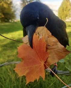 a black bird sitting on top of a fallen leaf