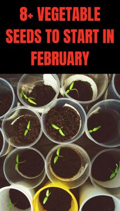 seedlings in plastic cups with text overlay that reads 8 + vegetable seeds to start in february