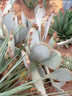 some very pretty cactus plants in the dirt