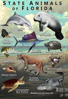 an image of different types of animals in the ocean with caption that says state animals of florida