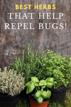 three potted plants with the words best herbs that help repel bugs