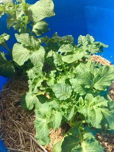 some green plants are growing out of the ground in a blue potted planter