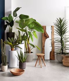 there are many different types of houseplants in the room and one is green