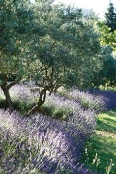 an olive tree in the middle of a field with lavender flowers and trees around it