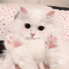 a white cat laying on top of a bed