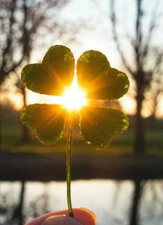 a four leaf clover with the sun shining through it's leaves in front of some water