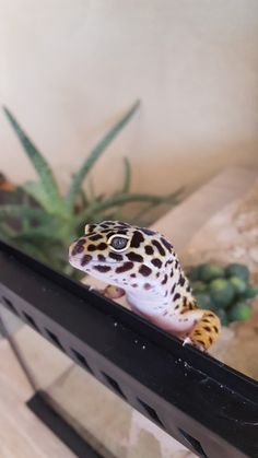 a small leopard gecko sitting on top of a glass table next to a plant