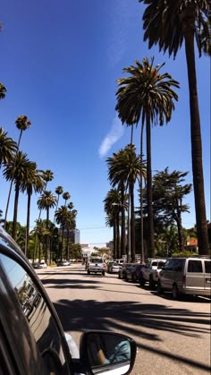 palm trees line the street as cars drive by