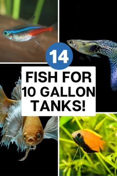 Celestial Pearl Danios are elegant and eye-catching fish for a 10-gallon tank. Discover how to care for these delicate fish and maintain a healthy tank. Check out our blog for expert advice! 20 Gallon Aquarium, Platy Fish, Red Cherry Shrimp, Neon Tetra