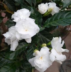 white flowers with green leaves in the background