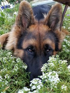 a dog laying in the grass next to some white flowers