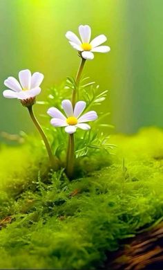 two small white flowers sitting on top of a green moss covered ground with sunlight streaming through the background