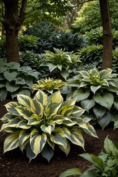 some very pretty green and yellow plants in the dirt