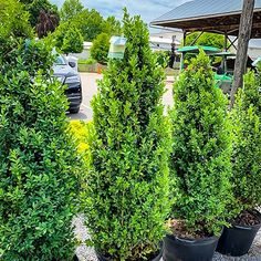 several potted plants in front of a parking lot with cars parked behind the trees