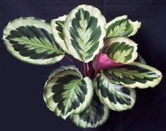 a green and white potted plant sitting on top of a black cloth covered table