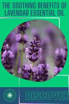 The soothing benefits of lavender essential oil, with brand logo, image of lavender, and a call to action to discover. Tincture Making, Herb Guide, Homemade Essential Oils, Essential Oil Blends Recipes, Herbs For Health, Aromatherapy Diffuser, Homeopathic Medicine, Best Essential Oils, Oil Uses