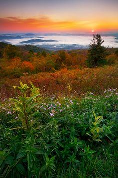 the sun is setting over some mountains with flowers in the foreground and fog in the background