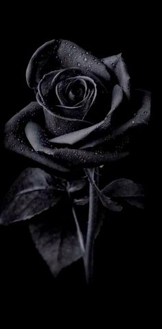 a black and white photo of a rose with water droplets on it's petals