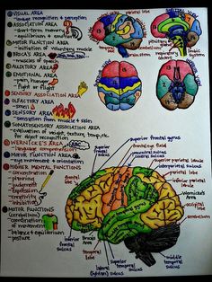 a diagram of the human brain and its functions