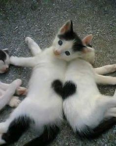 two cats are playing with each other on the ground