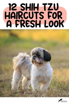 12 Shih Tzu Haircuts for a Fresh Look Cute Puppy Hairstyles, Haircuts For Shih Tzu, Shih Tzu Cute Haircut, Dog Grooming Styles Shih Tzu, Short Shitzu Haircut, Shih Tzu Haircuts Short, Male Shih Tzu Grooming Styles, Shih Tzu Grooming Styles Teddy Bears, Shih Tzu Teddy Bear Haircut