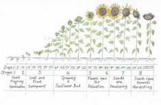 a diagram showing the stages of growing sunflowers