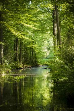 a river running through a forest filled with lots of green leaves on the side of it