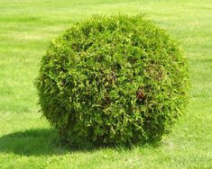 a small bush in the middle of some grass